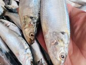 البلطي بـ45 جنيه... أسعار الأسماك بكفر الشيخ الإثنين 12 يناير 2026