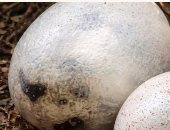 العثور على بيض ديناصورات فى إسبانيا عمرها 72 مليون سنة.. اعرف القصة