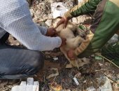 حملة ميدانية لتحصين الكلاب ضد مرض السعار بمركزى دسوق وبيلا.. صور