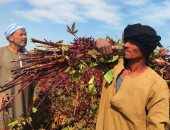 ياكركدان بالصلاة على حضرة النبى.. واللى زارعه ياهلا على الحبايب.. فرحة وسعادة لمزارعى قرى جبال الأقصر بموسم حصاد الكركدية البلدى والسعودى.. وصاحب مزرعة بقرية توماس: النوع السعودى أجود من البلدى ومطلوب.. فيديو