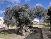 أقدم شجرة زيتون حية فى العالم موجودة بجزيرة كريت منذ حوالى 3000 عام