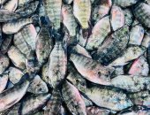 البلطى بـ50 جنيها.. أسعار الأسماك بكفر الشيخ الثلاثاء 13 يناير 2026