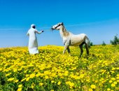 سيناء تكتسى بالأخضر.. الأمطار تعيد الحياة إلى أرض الفيروز