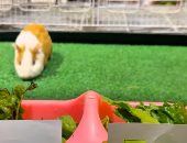 الأرنب "زوزو" يتوقع فوز مصر على السنغال في مباراة الليلة 