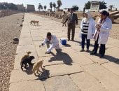 مدحت الحريشى: أرفض تصدير دماء الكلاب تحت أى ذريعة