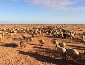 مطروح تشتهر بتربية أغنام البرقى.. تنتج أجود أنواع اللحوم ولها شهرة دولية.. الدولة تواصل جهود زيادة أعداد الرؤوس بعد تراجعها خلال العقود الماضية.. والمحافظة تساهم فى صندوق دعم المربين وتوفير قروض ميسرة.. صور