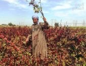 محصول الكركديه يزين الغيطان.. فرحة فلاحين الأقصر بموسم الحصاد