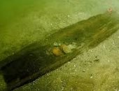 العثور على زوارق عمرها 5200 عام فى أمريكا الشمالية