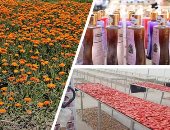 كنوز مصر بالأراضى الزراعية ذهب النباتات الطبية والعطرية.. مهرجان سنوى لمستخلصات النباتات فى الفيوم ولأول مرة إنشاء وحدة تعقيم.. الغربية تنتج 60% من إنتاج الياسمين العالمى.. وأسيوط تصدر الريحان والبردقوش  