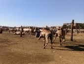 حكايات وتجارة ومزايدات حامية.. شاهد من سوق الجمال في أسوان (فيديو)