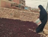 شهر الخير والرزق لسيدات قرى الأقصر.. انطلاق موسم حصاد الكركديه.. اليوم السابع يرصد العمل اليومى لنساء المحافظة فى حصاد وتفصيص ونشر المحصول فى الهواء.. أم محمد: اخرجوا ساعدوا رجالتكم الشغل مش عيب.. فيديو وصور