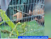 وزارة البيئة: ضبط حيوانات وطيور نادرة في الأزبكية ونقلها لوحدة الحياة البرية