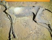 العثور على مومياوات لفهود فى السعودية يعود تاريخها إلى 1800 عام