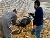 تحصين 8.687 رأس ماشية ضد الحمى القلاعية والوادي المتصدع بأسيوط