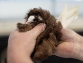  15000 زائر لمشاهدة 1000 حمامة.. فعاليات معرض الطيور العالمي فى بريطانيا 2026