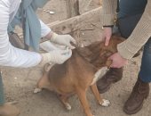 بيطري كفر الشيخ: خطة لمواجهة انتشار الكلاب وحملات للتحصين ضد السعار