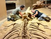 فريق من جامعة المنصورة يشارك فى تنفيذ نموذج ثلاثى الأبعاد لحفرية باسيلوصورس