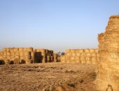 ذهب مصر الأخضر عابر للقارات.. بـ 40 مليون طن سنويًا مصر تهزم السحابة السوداء وتحول مخلفات الحقول إلى استثمارات بـ 210 مليون يورو.. 22 مصنعاً لرفع نسبة التدوير.. وإدكو نموذجا لتوطين صناعة أخشاب MDF