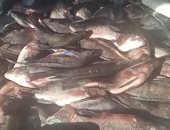 البلطي بـ50 جنيها والبورى بـ120.. جولة في سوق الأسماك بكفر الشيخ.. مباشر    