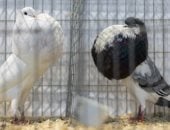 العالم هذا المساء.. معرض الطيور العالمي فى بريطانيا 2026 يواصل فعالياته وسط إقبال كبير من الزوار.. مدينة الجليد العالمية فى الصين تتألق بالتزامن مع فعاليات مهرجان عالم هاربين.. وزلزال بقوة 5.5 درجة يضرب تنزانيا