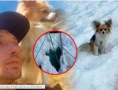 بفضل كلبه الصغير.. إنقاذ رجل من الموت تحت الجليد بمعجزة لا تصدق