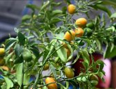 طفرة فى التشجير.. المشاتل والمتاجر تزين شتاء المدينة المنورة بالمساحات الخضراء