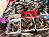 البلطي بـ30 جنيها.. أسعار الأسماك بكفر الشيخ الجمعة 23 يناير 2026  