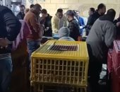 تجميع الحمام الزاجل استعدادًا لسباق المنيا والعودة إلى كفر الشيخ.. بث مباشر