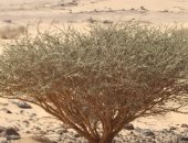 الوطنى للتشجير يكشف أبرز النباتات المحلية الملائمة للتشجير فى نجران