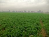 تحذير عاجل للمزارعين: لا ري للقمح اليوم بسبب نشاط الرياح