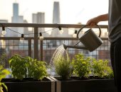 6 أعشاب تقدر تزرعهم فى بيتك خلال الشتاء.. ريحتها مميزة ومفيدة للمناعة