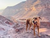 إصابة طفل بإصابات خطيرة إثر هجوم كلاب ضالة جنوب الشيخ زويد