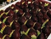 فراولة اللؤلؤة السوداء تشعل موجة جديدة من هوس الطعام