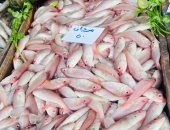 المرجان بـ50 جنيها.. أسعار الأسماك بكفر الشيخ اليوم الأحد 25 يناير 2026