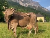 علماء يكتشفون بقرة تستخدم الأدوات بشكل يُعيد تعريف ذكاء الحيوانات