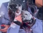 سيلفى الموت.. نمر ثلجى يهاجم سائحة حاولت التقاط صورة معه فى الصين..فيديو