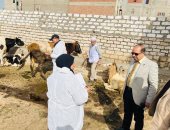 محافظ الدقهلية: تحصين 110 ألف رأس ماشية ضد مرضي الحمى القلاعية والوادي المتصدع