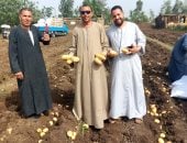 اطبخوا وحمروا.. محصول البطاطس يحقق موسما تاريخيا فى غيطان المنوفية.. المزارعون معبرين عن فرحتهم: حصاد العروة الشتوية يصل أعلى إنتاجية وأفضل جودة.. ووكيل وزارة الزراعة: دعم الدولة للمزارع يرفع إنتاج لـ15 طنا