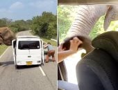 شاهد لحظة فرار سياح مذعورين بعد تدمير فيل لسيارتهم فى سريلانكا