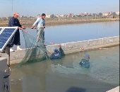 تجربة حية لصيد أسماك البلطى النيلى داخل الأحواض المائية بالشرقية