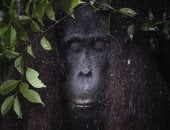 مسابقة بيندا للتصوير الفوتوغرافى تكشف عن الفائزين لعام 2026