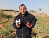 كيلو الطماطم بـ 8 جنيهات.. شاهد بشاير الخير من الشرقية (فيديو)