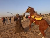 مرماح الخيول بالكوبانية.. سباقات الفرسان تُحيى التراث المصرى وتجمع القبائل.. ليالى شعبية تتحول إلى مهرجان سنوى على ضفاف النيل فى أسوان.. الخيول والعصا والذكر عنوان الهوية العربية بجنوب مصر.. فيديو وصور