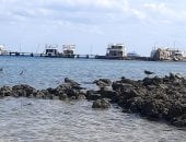 حماطة.. جمال خفى جنوب البحر الأحمر.. محطة عبور لطيور أوروبا بالهجرة وبوابة انطلاق للجزر البحرية وواجهة لهواة الصيد..كائنات نادرة وتسمية تاريخية.. أكبر قطاعات محمية وادى الجمال وأكثرها تميزا.. صور 