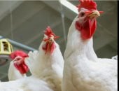 حقيقة ارتفاع أسعار الدواجن نتيجة نقص المعروض بالأسواق يكشفها مجلس الوزراء