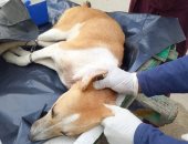 الطب البيطرى يطلق حملة لتحصين وتعقيم الكلاب الضالة بالعريش