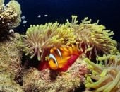 فى أعماق البحر الأحمر.. كهوف الشعاب عالم ساحر من الكائنات النادرة (صور)