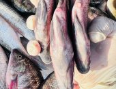 البلطى بـ40 جنيه.. أسعار الأسماك بكفر الشيخ الخميس 29 يناير 2026