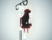 البيزنس الأسود.. باحث بجامعة إلينوى الأمريكية يكشف لـ«اليوم السابع» خبايا تصدير دماء الكلاب الضالة من مصر لأمريكا.. الجعفرى: دماء الكلاب المصرية غنية بالأجسام المضادة.. تصنع منها أمصال لعلاج مرض البارفو