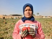 فاطمة تواجه البرد القارس بالرضا والكفاح فى حصاد الطماطم بغيطان الشرقية.. فيديو